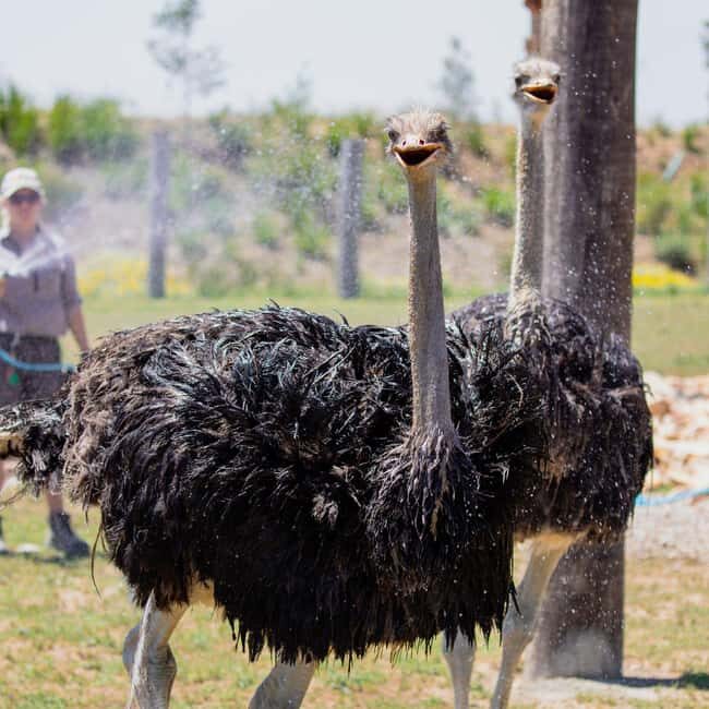 Sydney: Opera House & Featherdale Wildlife Park Tour - The Itinerary Breakdown