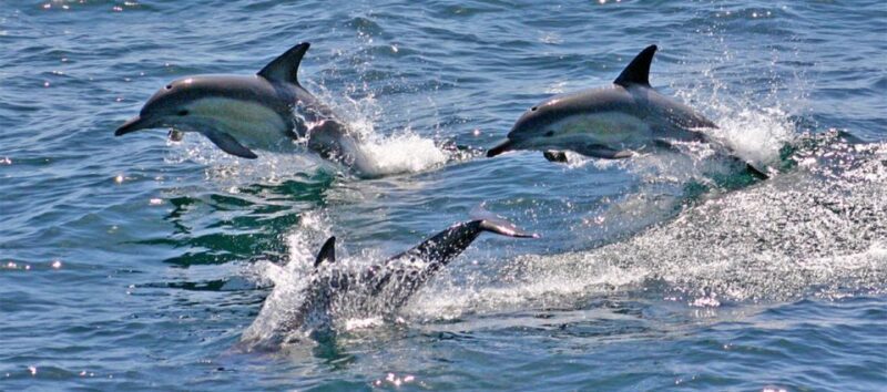 Sydney: Port Stephens Dolphin Cruise & Sandboarding Day Trip - An Overview of the Day