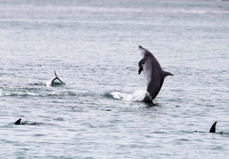 Sydney: Port Stephens Private Day Tour - Why This Tour Offers Great Value