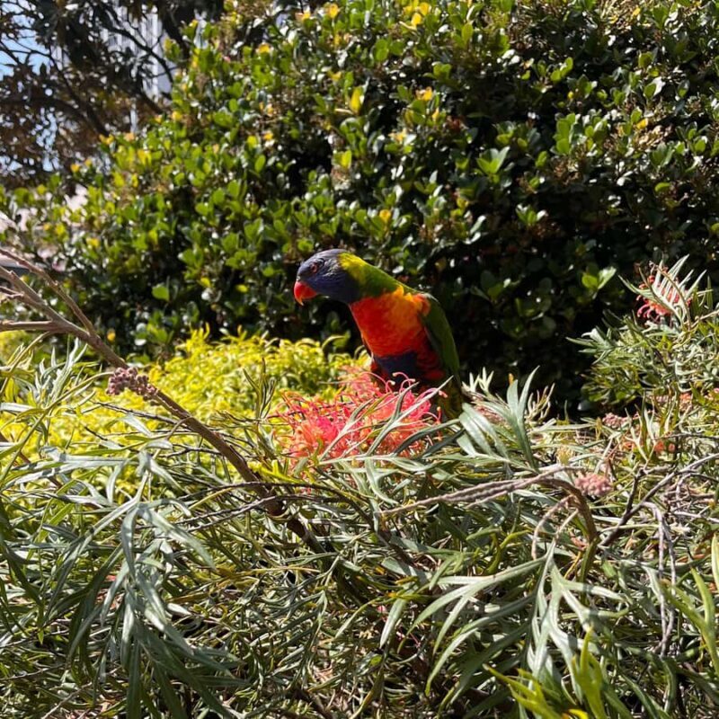 Sydney: Private Heritage Walking Tour - The Sum Up