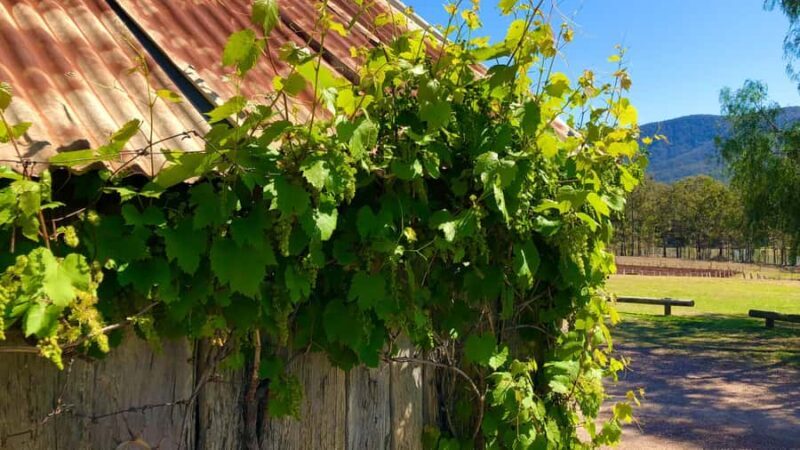 Sydney: Private Hunter Valley Premium Wine Tasting Luxe Tour - FAQ