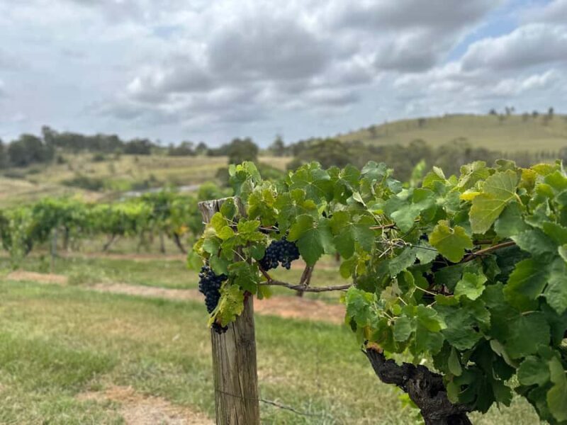 Sydney: Private Wine tour to Hunter & Wollombi Valley - FAQ