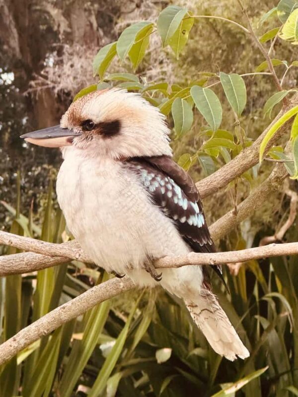 Sydney: Scenic Ferry & Sunset Experience in Watsons Bay - Frequently Asked Questions