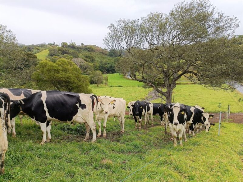 Sydney: Sea Cliff Bridge, Kiama Blowhole and Farmlands Tour - Frequently Asked Questions  