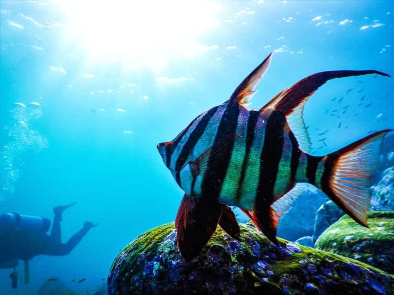 Sydney: Snorkeling Tour for Kids with Private Guide - Key Points