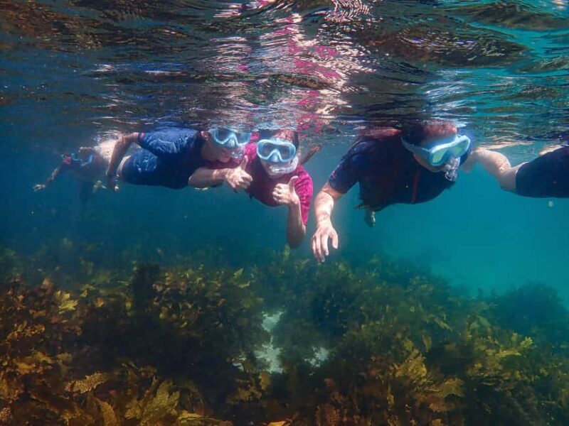 Sydney: Snorkeling Tour for Kids with Private Guide - Who Will Love This Experience?