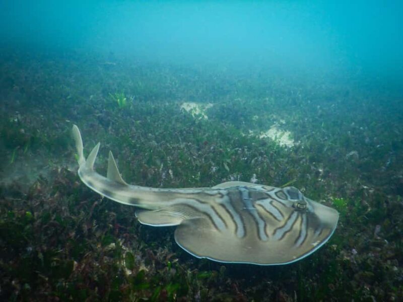 Sydney: Snorkeling Tour for Kids with Private Guide - The Sum Up