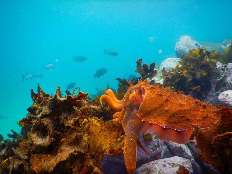 Sydney: Snorkeling Tour for Kids with Private Guide - FAQ