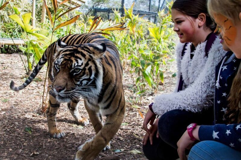 Sydney: Taronga Zoo Ticket with Return Ferry - Who Will Love This Experience?