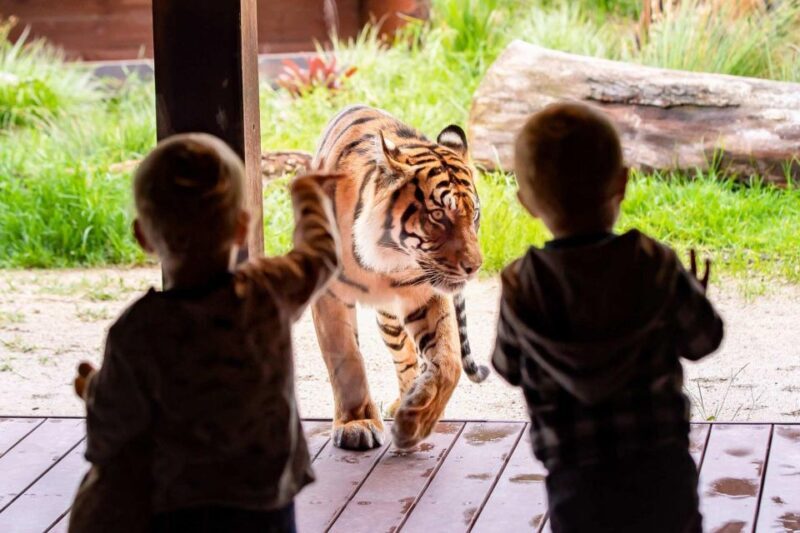 Sydney: Taronga Zoo Ticket with Return Ferry - FAQs