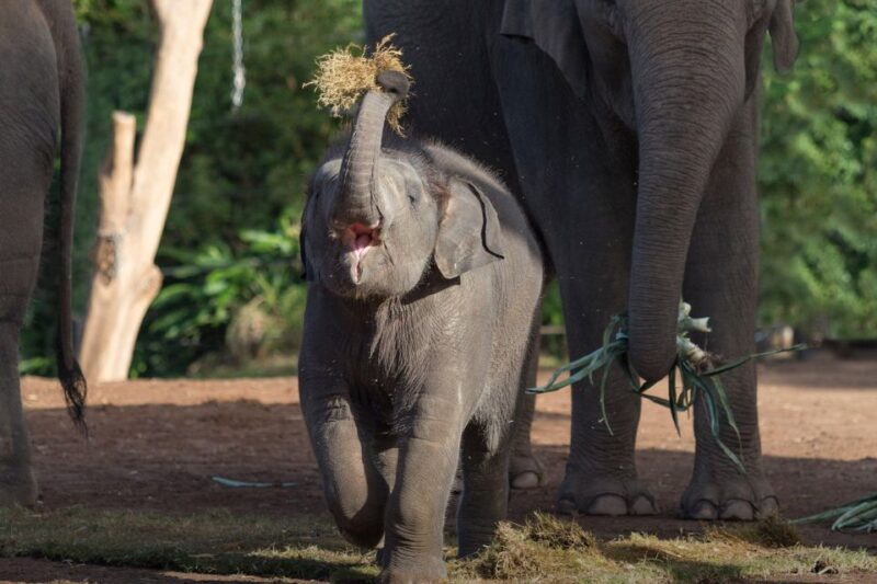 Sydney: Taronga Zoo Ticket with Return Ferry - Final Thoughts
