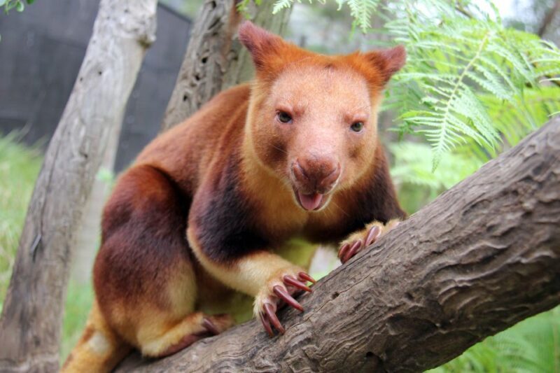 Sydney: Taronga Zoo Tickets - Sydney: Taronga Zoo Tickets — A Closer Look at One of Australia’s Top Attractions
