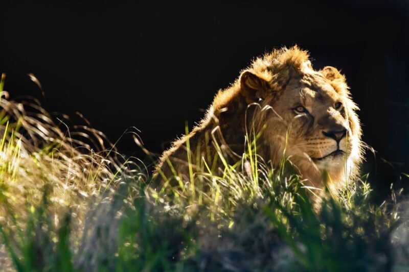 Sydney: Taronga Zoo Tickets - Final Thoughts