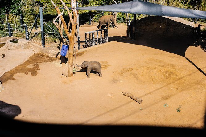 Sydney Taronga Zoo Wild Australia Experience - The Sum Up