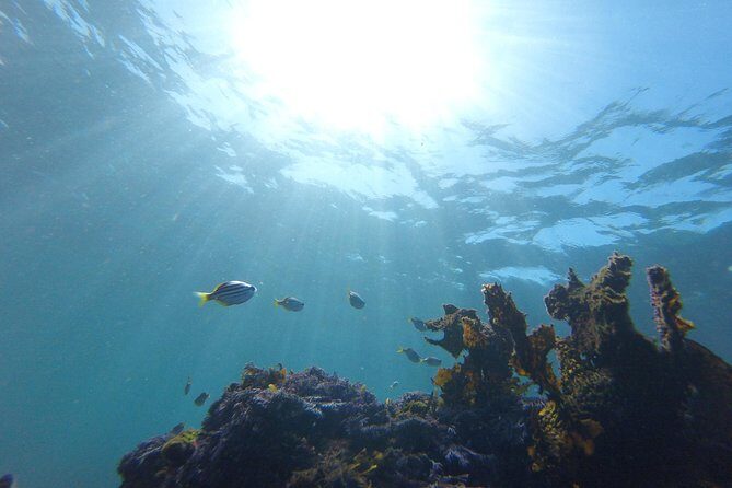 sydney underwater scooter tours - The Authentic Review Insights