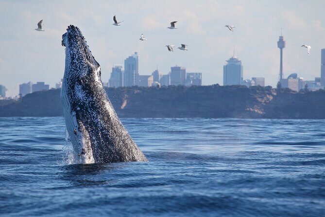 Sydney Whale Watching - 2.5hr Discovery Cruise - Who Will Love This Tour?