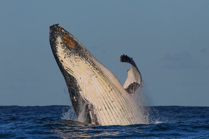 Sydney Whale Watching - 2.5hr Discovery Cruise - Final Words