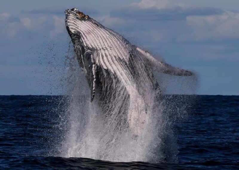 Sydney: Whale Watching Adventure Cruise - Whales Guaranteed! - An in-depth look at the experience  