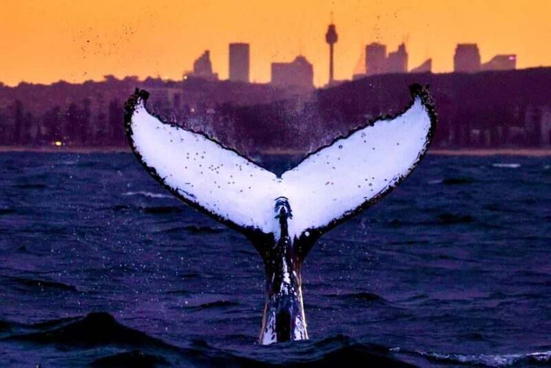 Sydney: Whale Watching Adventure Cruise - Whales Guaranteed! - Practical Details and Tips  