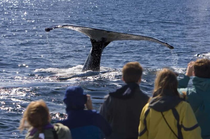 Sydney: Whale Watching Adventure Cruise - Whales Guaranteed! - Authenticity and Real Traveler Insights  