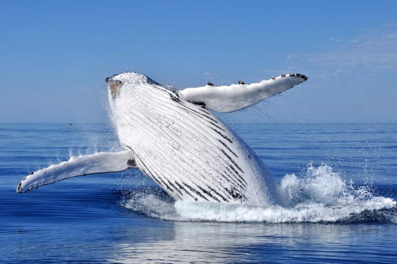 Sydney: Whale Watching Adventure Cruise - Whales Guaranteed! - The Sum Up  