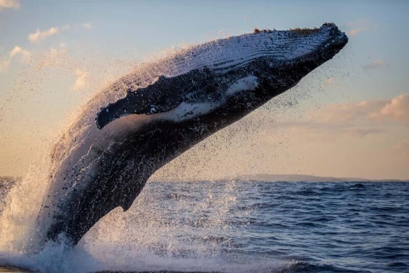 Sydney: Whale Watching Adventure Cruise - Whales Guaranteed! - FAQs  