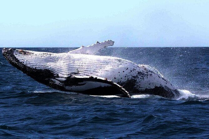 Sydney Whale Watching and Sightseeing Sailing Private Tour - A Deep Dive Into the Sydney Whale Watching and Sightseeing Sailing Tour