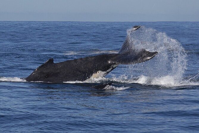 Sydney Whale Watching and Sightseeing Sailing Private Tour - Who Should Consider This Tour?