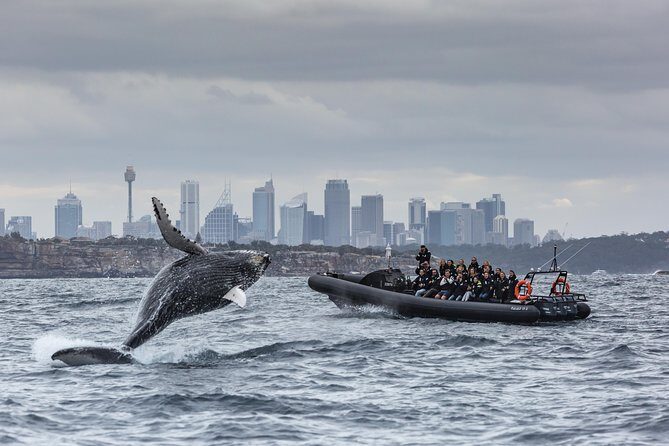 Sydney Whale-Watching by Speed Boat - The Departure Point and Logistics
