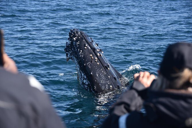 Sydney Whale-Watching by Speed Boat - Whale Sightings: What You Can Expect