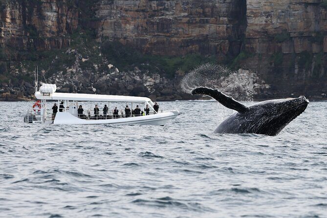 Sydney Whale-Watching by Speed Boat - Practicalities: What’s Included and What’s Not
