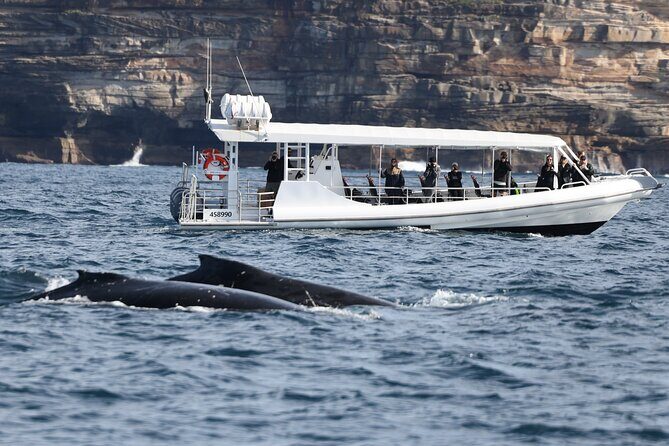 Sydney Whale-Watching by Speed Boat - The Cost: Is It Worth It?