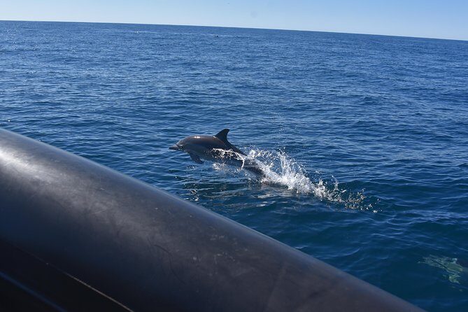Sydney Whale-Watching by Speed Boat - Final Thoughts
