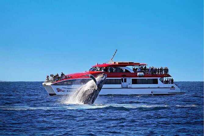 Sydney Whale Watching Cruise from Circular Quay - The Itinerary and Experience Breakdown