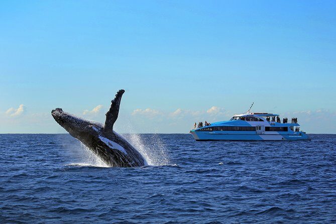 Sydney Whale Watching Cruise from Circular Quay - Final Thoughts