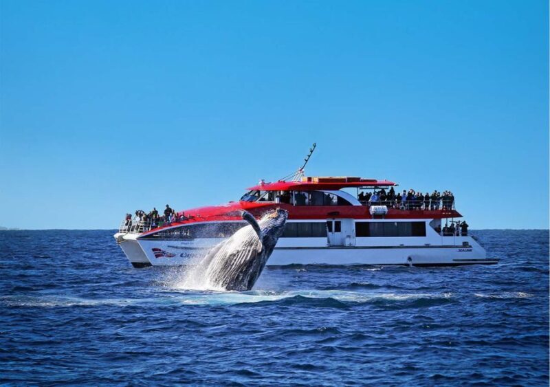 Sydney: Whale Watching & Hop On Hop Off Cruise Package - Authentic Insights from Past Travelers