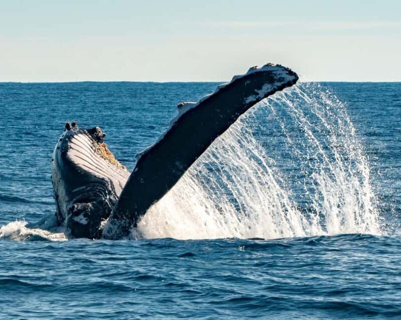 Sydney; Whale Watching - What To Expect on the Tour