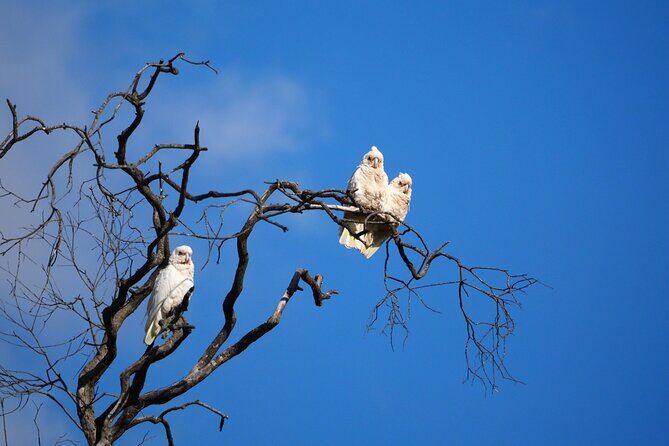 Sydney Wildlife Safari - Who Will Love This Tour?