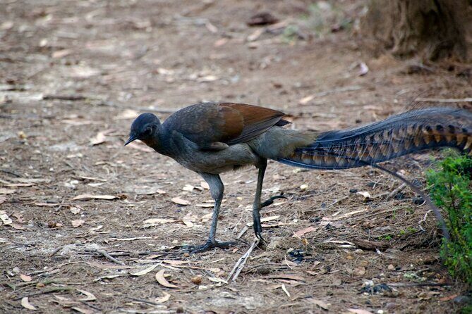 Sydney Wildlife Safari - FAQ