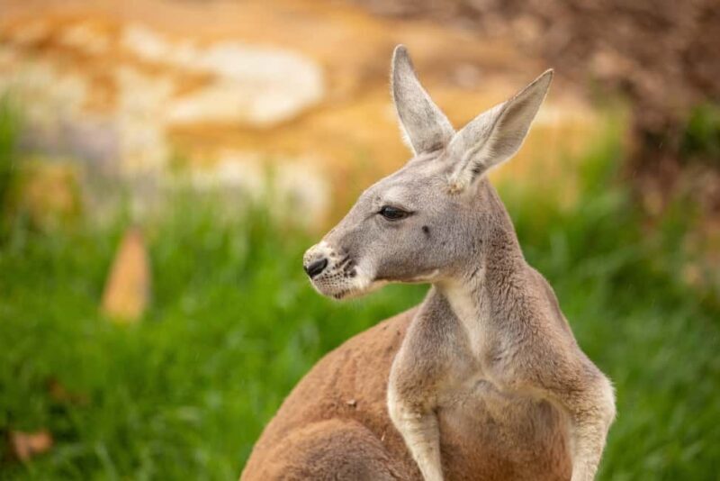 Sydney Zoo Admission Ticket - Journey Through Sydney Zoo: What to Expect