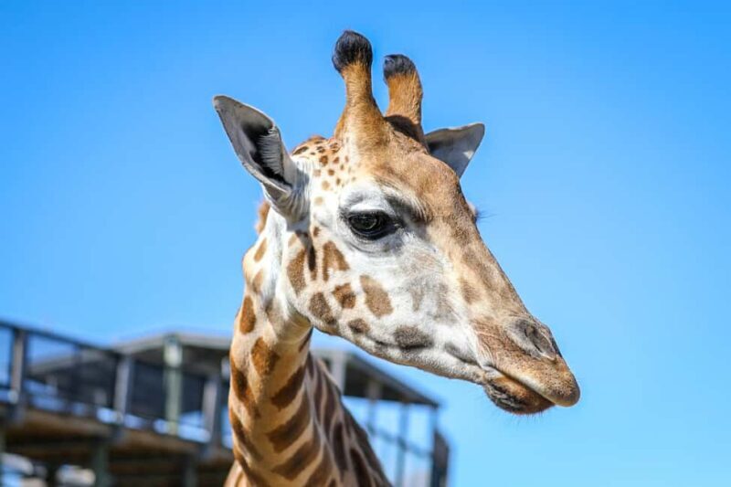 Sydney Zoo Admission Ticket - Who Will Love Sydney Zoo?