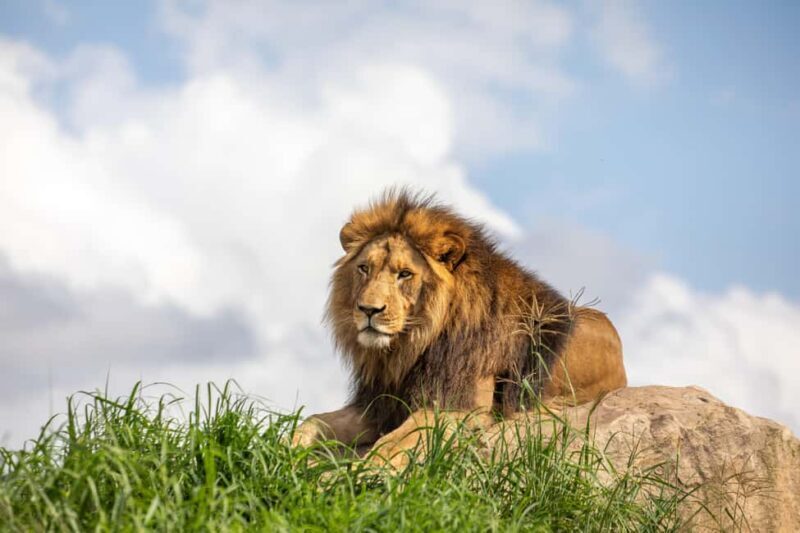 Sydney Zoo Admission Ticket - Final Thoughts