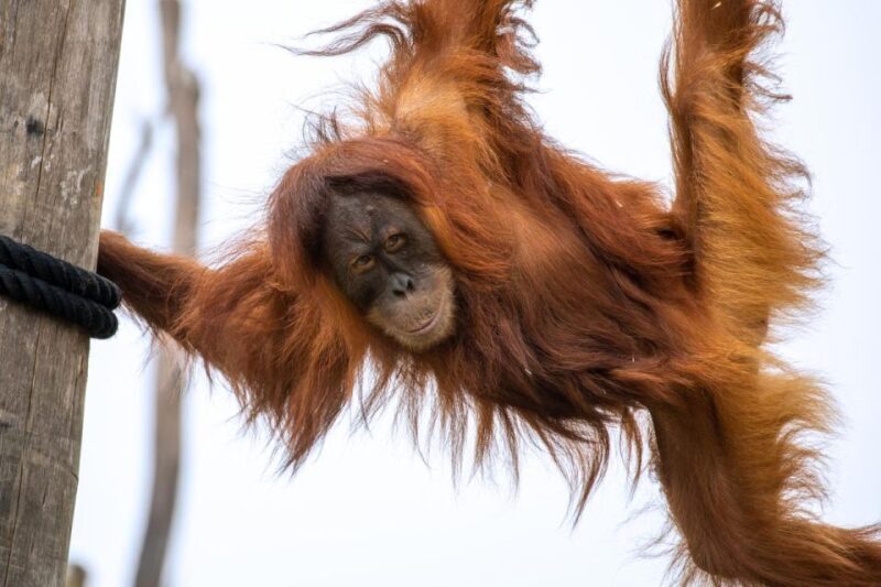 Sydney Zoo Admission Ticket - FAQ
