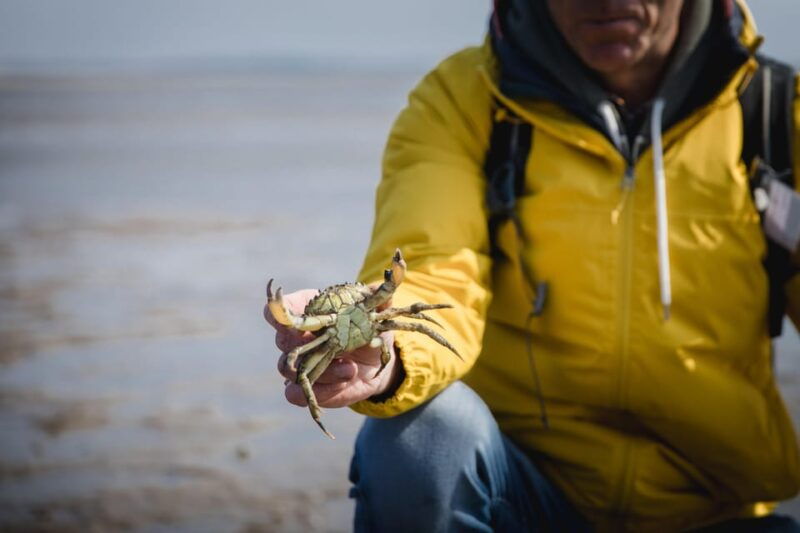 sylt-guided-mudflat-hike-on-the-island
