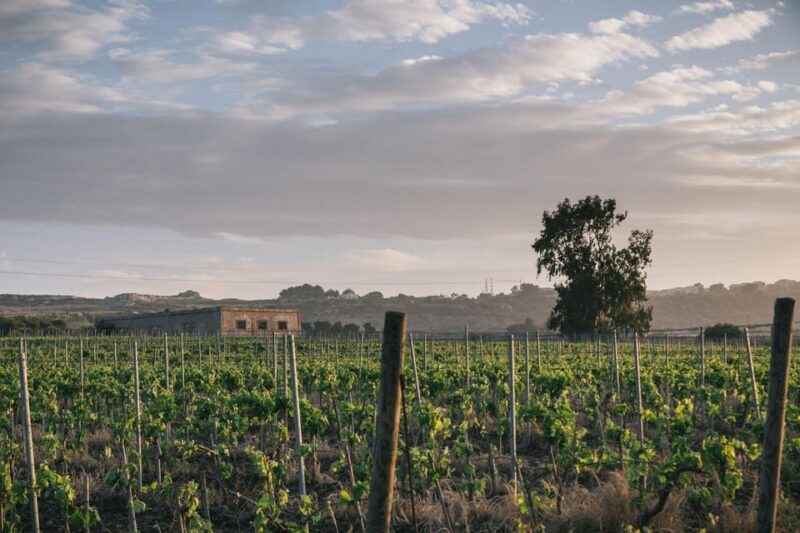 syracuse-exclusive-sicilian-wine-tasting-experience