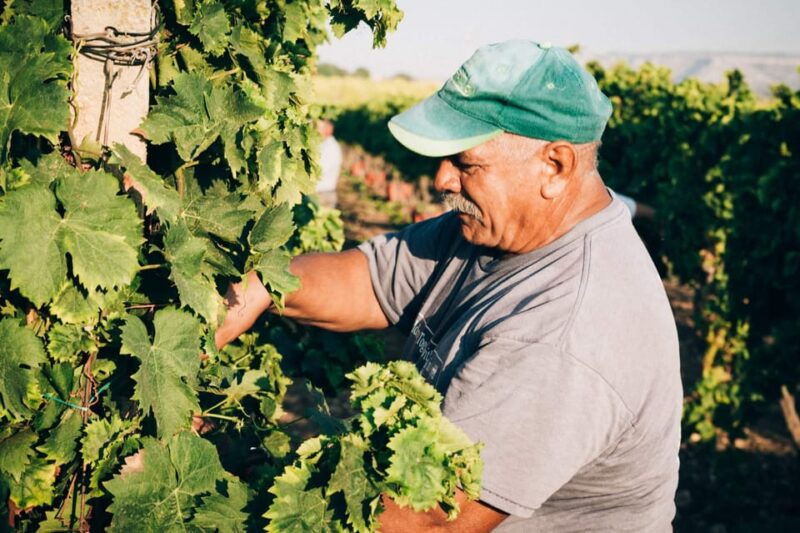 syracuse-exclusive-sicilian-wine-tasting-experience
