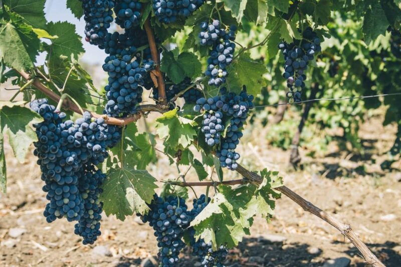 syracuse-exclusive-sicilian-wine-tasting-experience