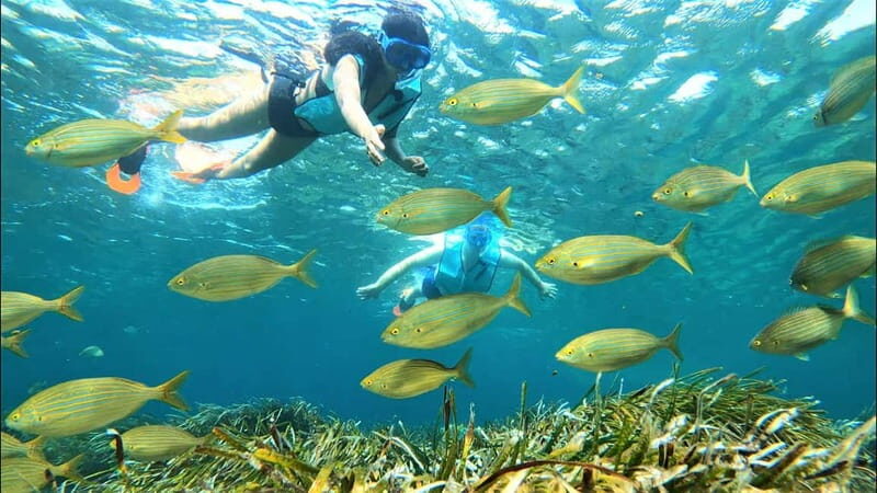 Tabarca Island: Guided Snorkel Excursion - Key Points