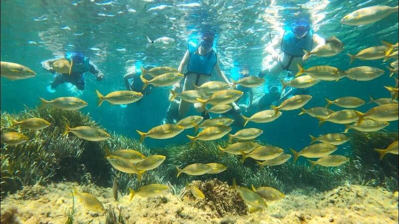 Tabarca Island: Guided Snorkel Excursion - Price and Value