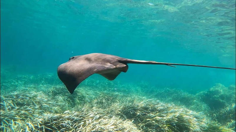 Tabarca Island: Guided Snorkel Excursion - The Sum Up: Is It Worth It?